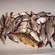 Silver Bream