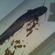 Wels catfish