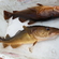 Atlantic cod