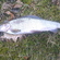 Grayling