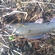 Grayling