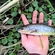 Ocean Trout