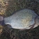 Prussian carp