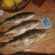 Eurasian perch