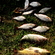Eurasian perch