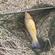 Tench