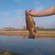 Tench