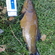 Tench