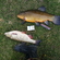 Tench