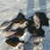 European plaice