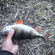 Eurasian perch