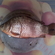 Prussian carp