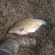 Carp bream