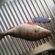 Eurasian perch