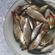 Roach