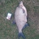 Carp bream