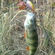 Eurasian perch