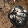 Silver Bream