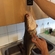Atlantic cod