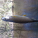 Grayling