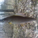 Grayling