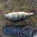 Eurasian perch