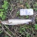 Grayling