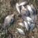 Carp bream