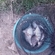 Silver Bream