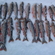 Ocean Trout
