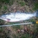 Atlantic salmon