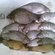 Prussian carp