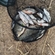 Prussian carp