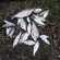 Carp bream