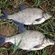 Carp bream