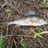 Eurasian perch