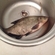 Carp bream