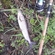 Grayling