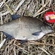 Carp bream