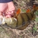 Eurasian perch