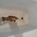 Tench