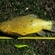 Tench