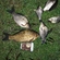 Prussian carp