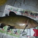 Tench
