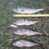Eurasian perch