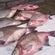 Carp bream