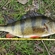 Eurasian perch
