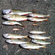 Eurasian perch