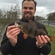 Eurasian perch