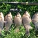 Prussian carp